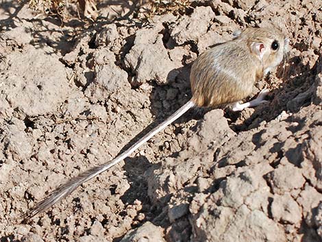 Merriam's Kangaroo Rat (Dipodomys merriami)