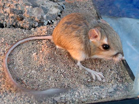 Merriam's Kangaroo Rat (Dipodomys merriami)