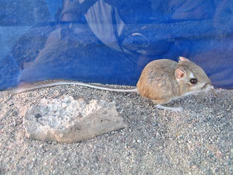 Merriam's Kangaroo Rat (Dipodomys merriami)