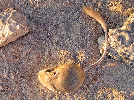 Merriam's Kangaroo Rat (Dipodomys merriami)