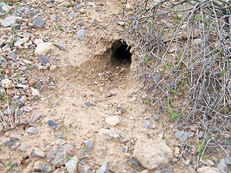 Merriam's Kangaroo Rat (Dipodomys merriami)