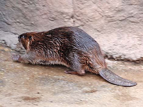 Beaver (Castor canadensis)