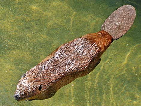 American Beaver (Castor canadensis)