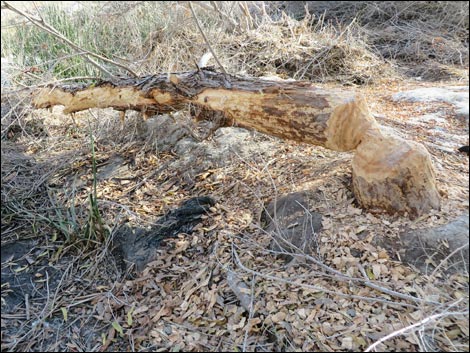 American Beaver (Castor canadensis)