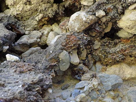 Desert Woodrat (Neotoma lepida) Midden