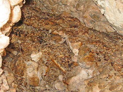 Desert Woodrat (Neotoma lepida) Midden