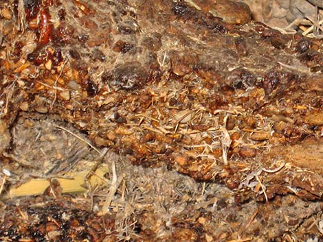 Desert Woodrat (Neotoma lepida) Midden