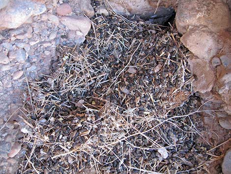 Desert Woodrat (Neotoma lepida) Midden