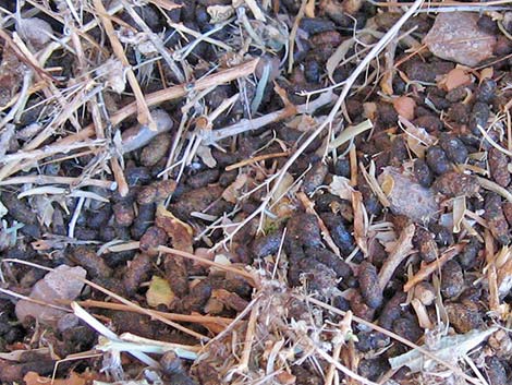 Desert Woodrat (Neotoma lepida) Midden
