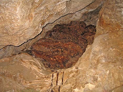 Desert Woodrat (Neotoma lepida) Midden