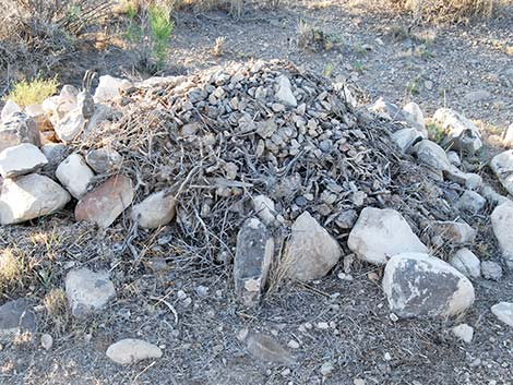 Desert Woodrat (Neotoma lepida) Nest