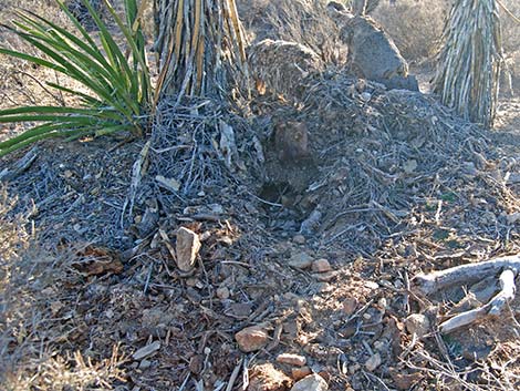 Desert Woodrat (Neotoma lepida) Nest