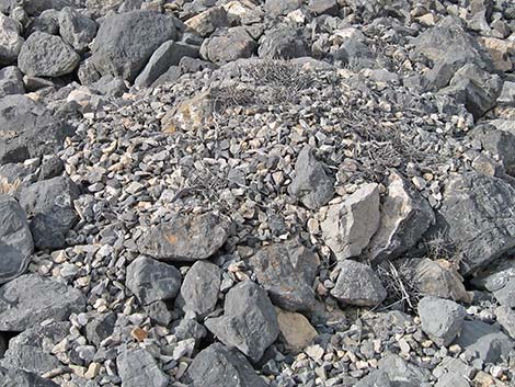 Desert Woodrat (Neotoma lepida) Nests