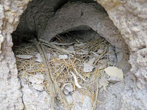 Desert Woodrat (Neotoma lepida)