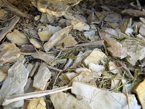 Desert Woodrat (Neotoma lepida) Nests