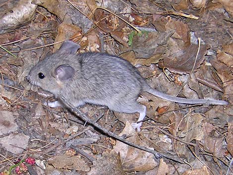 Desert Woodrat (Neotoma lepida)