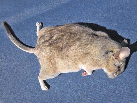 Desert Woodrat (Neotoma lepida)