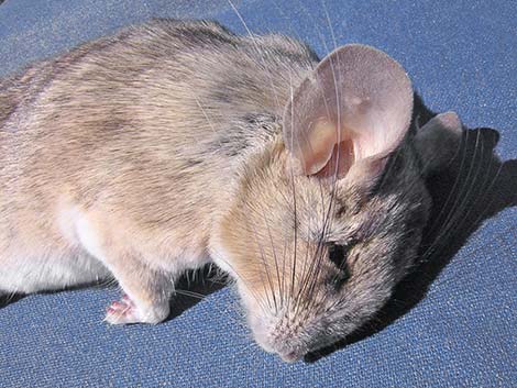 Desert Woodrat (Neotoma lepida)