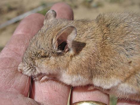 Southern Grasshopper Mouse (Onychomys torridus)