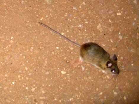 Canyon Deermouse (Peromyscus crinitus)