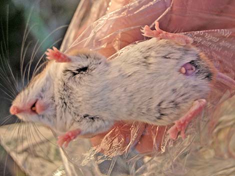 Cactus Mouse (Peromyscus eremicus)