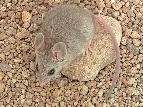 Cactus Mouse (Peromyscus eremicus)