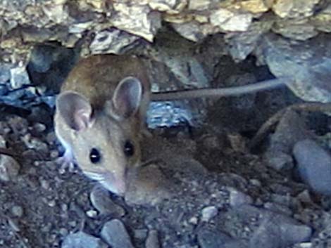 North American Deermouse (Peromyscus maniculatus)