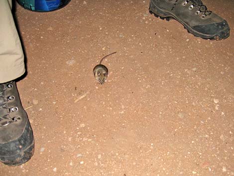 Peromyscus eremicus (cactus mouse)