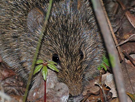 Hispid Cotton Rat (Sigmodon hispidus)