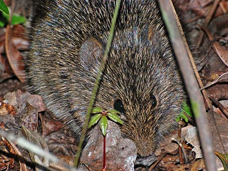 Hispid Cotton Rat (Sigmodon hispidus)