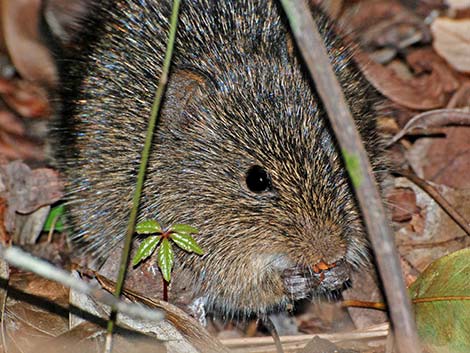 Hispid Cotton Rat (Sigmodon hispidus)