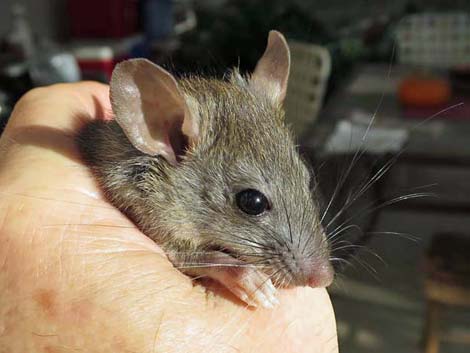 Black Rat (Rattus rattus)