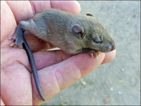 Black Rat (Rattus rattus)