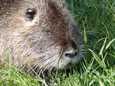 Coypu Nutria (Myocastor coypus)