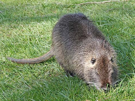 Coypu Nutria (Myocastor coypus)