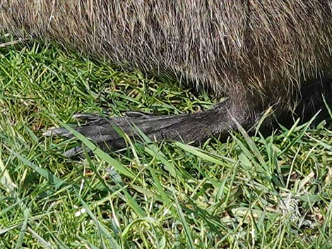 Coypu Nutria (Myocastor coypus)