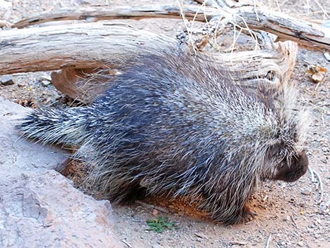 North American Porcupine (Erethizon dorsata)