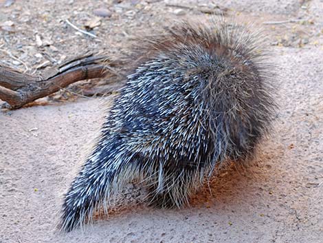 North American Porcupine (Erethizon dorsata)