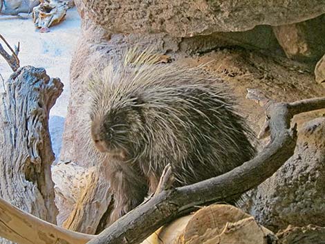 North American Porcupine (Erethizon dorsata)