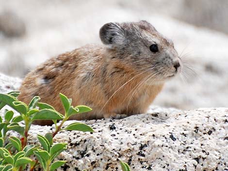 American Pika (Ochotona princeps)