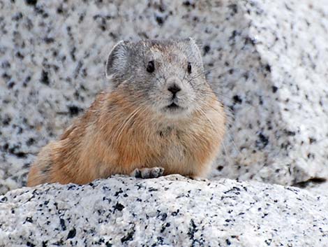 American Pika (Ochotona princeps)