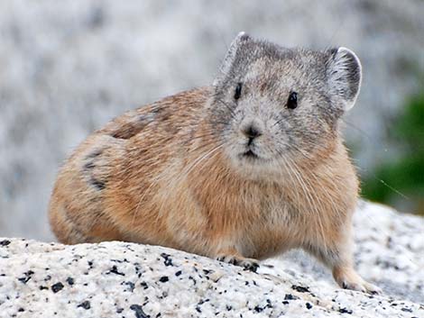 American Pika (Ochotona princeps)