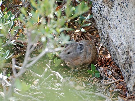 American Pika (Ochotona princeps)