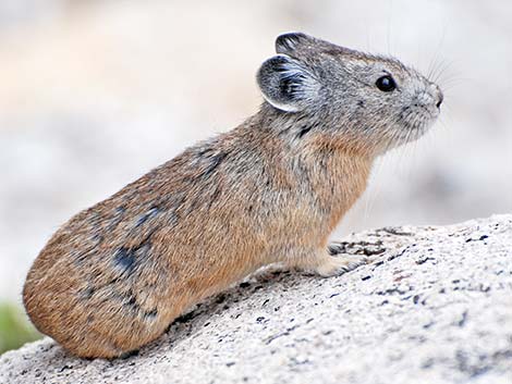 American Pika (Ochotona princeps)