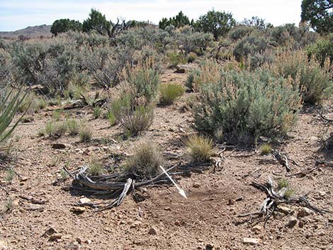 Black-tailed Jackrabbit (Lepus californicus)