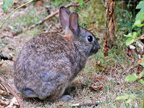 Brush Rabbit (Sylvilagus bachmani)