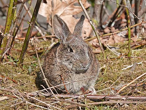 Brush Rabbit (Sylvilagus bachmani)