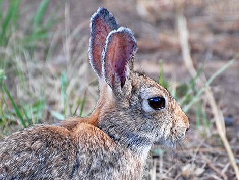 Mountain Cottontail (Sylvilagus nuttalli)