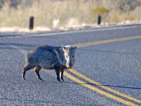 Collared Peccary, Javelina (Pecari tajacu)