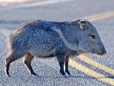 Collared Peccary, Javelina (Pecari tajacu)